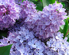 shrubs