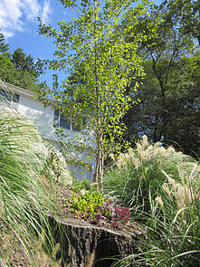 native plants