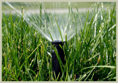 Watering Your Lawn: Drip vs. Spray Irrigation