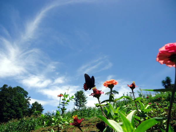 ma native plants resized 600