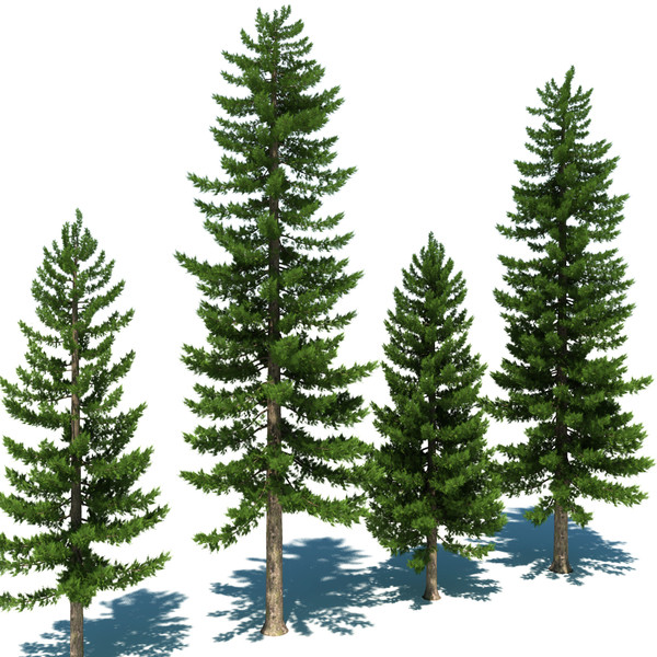 pine resized 600