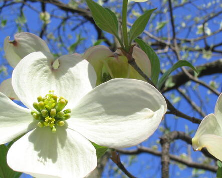 Dogwood native plant